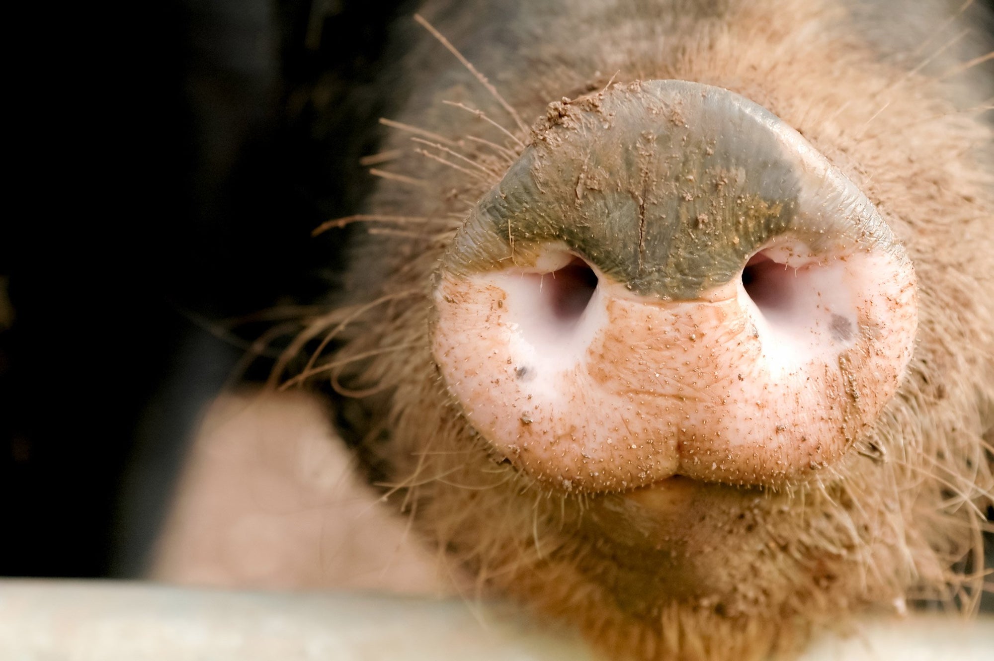 Ethical Meats