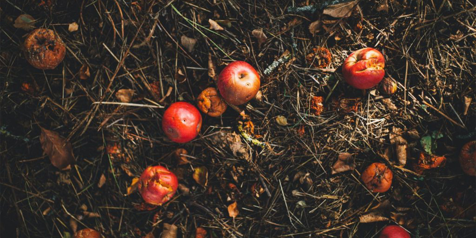 IF I CAN COMPOST, ANYONE CAN!