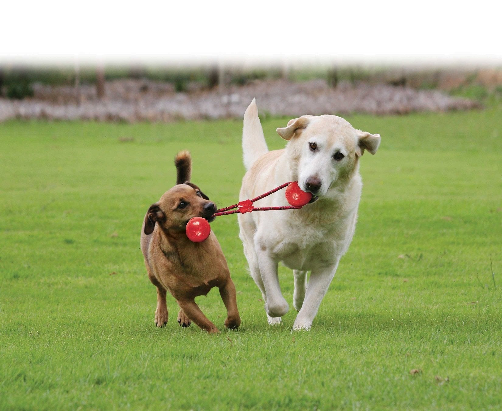 Pets of Australia